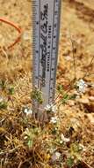 Image of dwarf western rosinweed