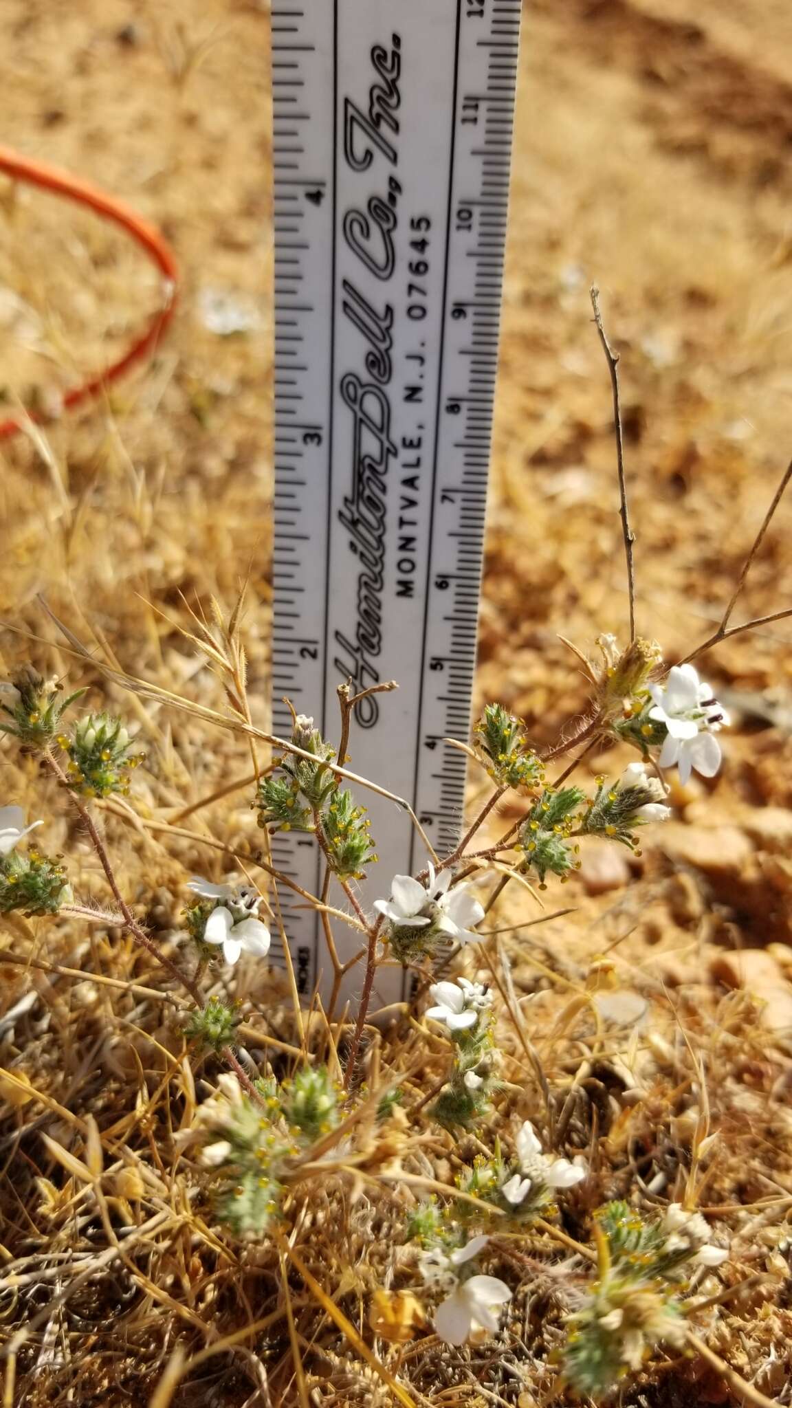 Image of dwarf western rosinweed