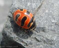 Image of Three-banded Lady Beetle