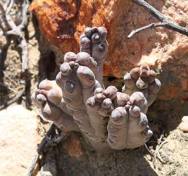 Image of Ceropegia ramosa (Masson) Bruyns