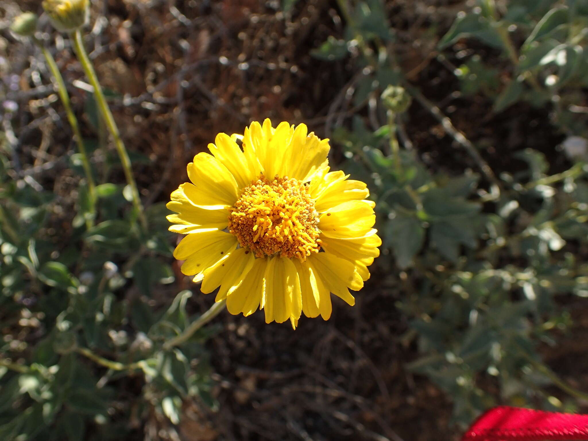 Sivun Encelia actonii Elmer kuva