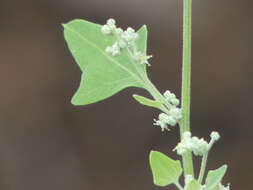 Chenopodium fremontii S. Wats. resmi