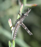 Image of Clematodes vanduzeei Hebard 1923