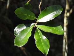 Image of Sideroxylon palmeri (Rose) T. D. Penn.