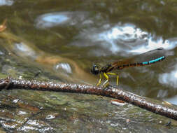 Image of Platycypha picta (Pinhey 1962)