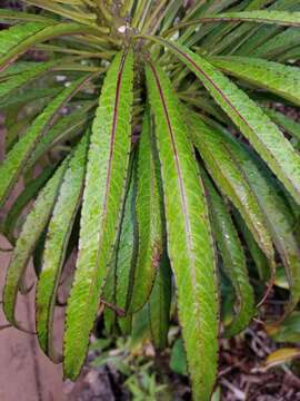 Image of Kauai False Lobelia