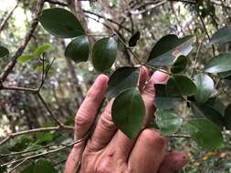 Plancia ëd Strychnos psilosperma F. Müll.