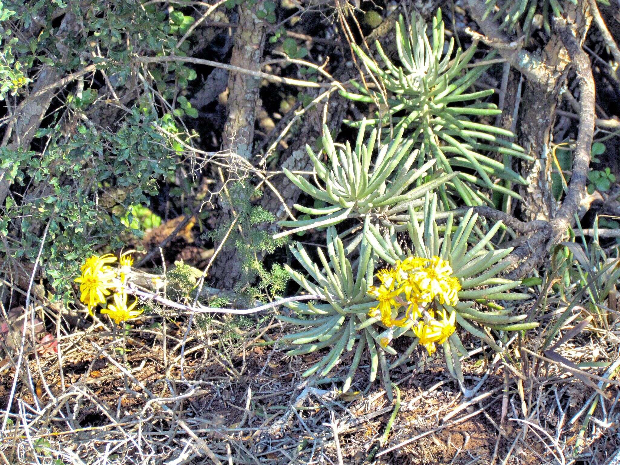 Image of Caputia pyramidata (DC.) B. Nord. & Pelser