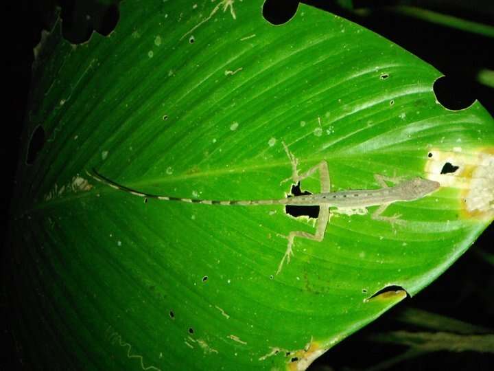 Imagem de Anolis limifrons Cope 1862