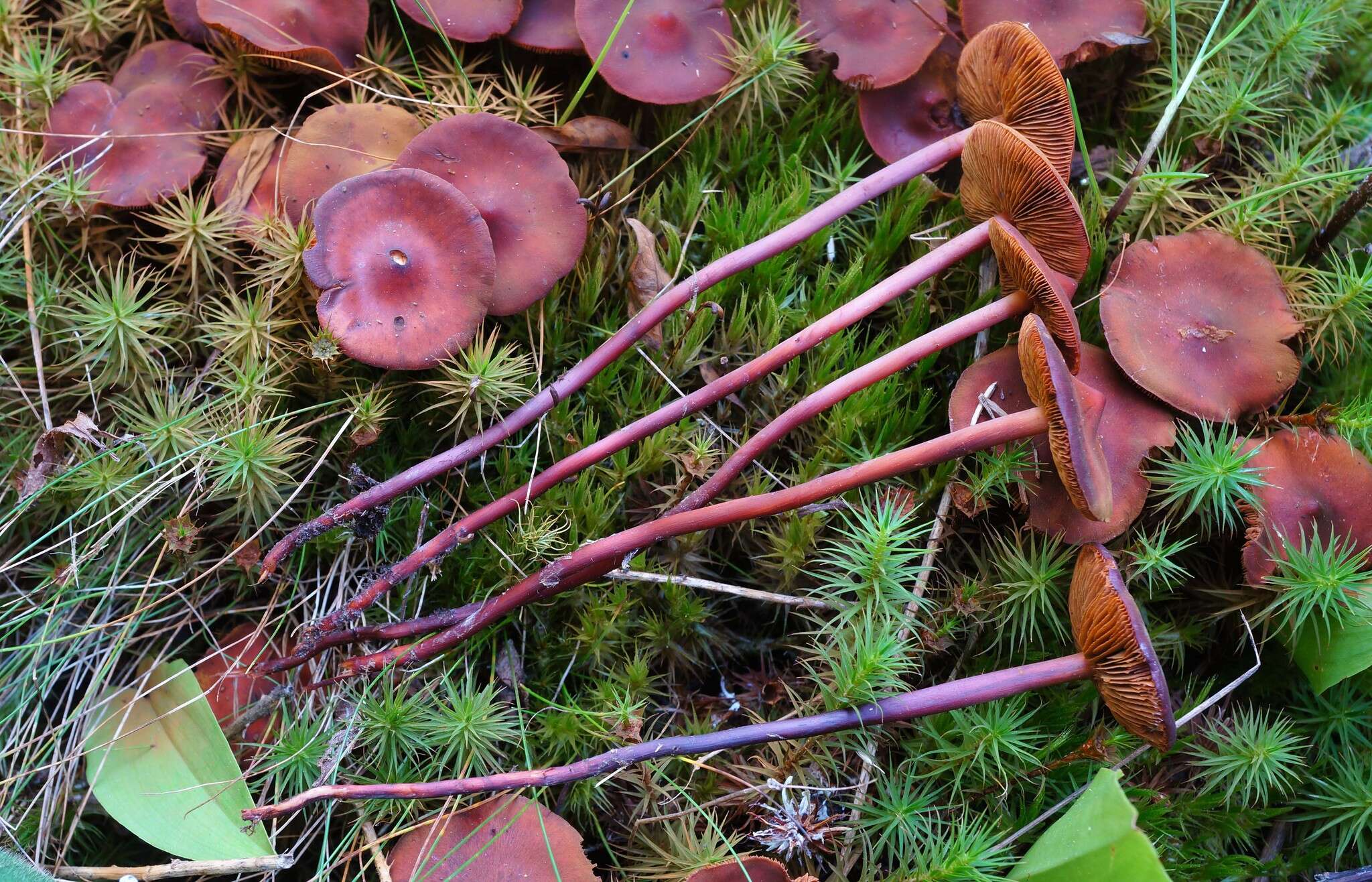 Phaeocollybia jennyae (P. Karst.) Romagn. 1944 resmi