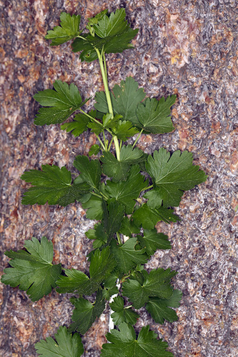 Image of Ribes inerme var. inerme