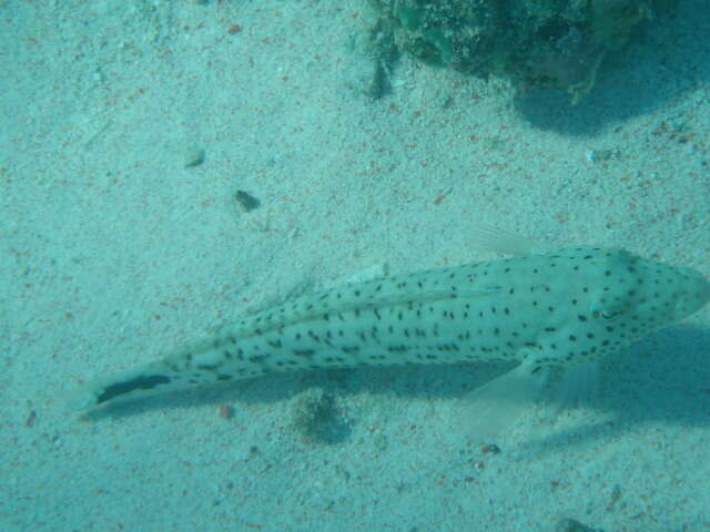 Image of Parapercis pacifica Imamura & Yoshino 2007