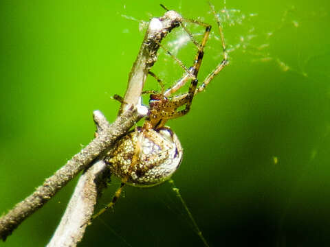 Image of Hammock Spider