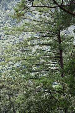 Pinus strobus var. chiapensis Martínez resmi