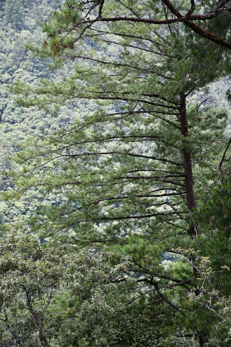 Image of Chiapas White Pine