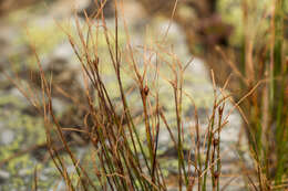 Image de Juncus trifidus L.