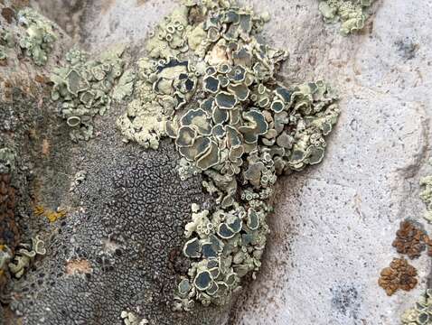 Image of rimmed navel lichen