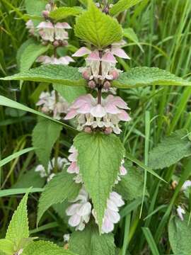 Слика од Lamium album subsp. barbatum (Siebold & Zucc.) Mennema