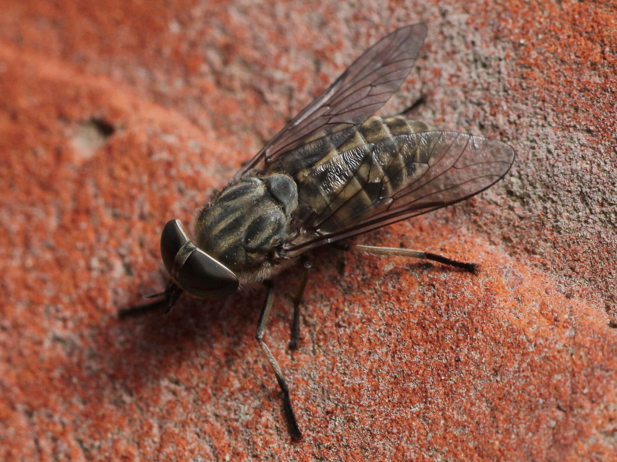 Image of Tabanus bromius Linnaeus 1758