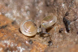 Image of milky crystal snail