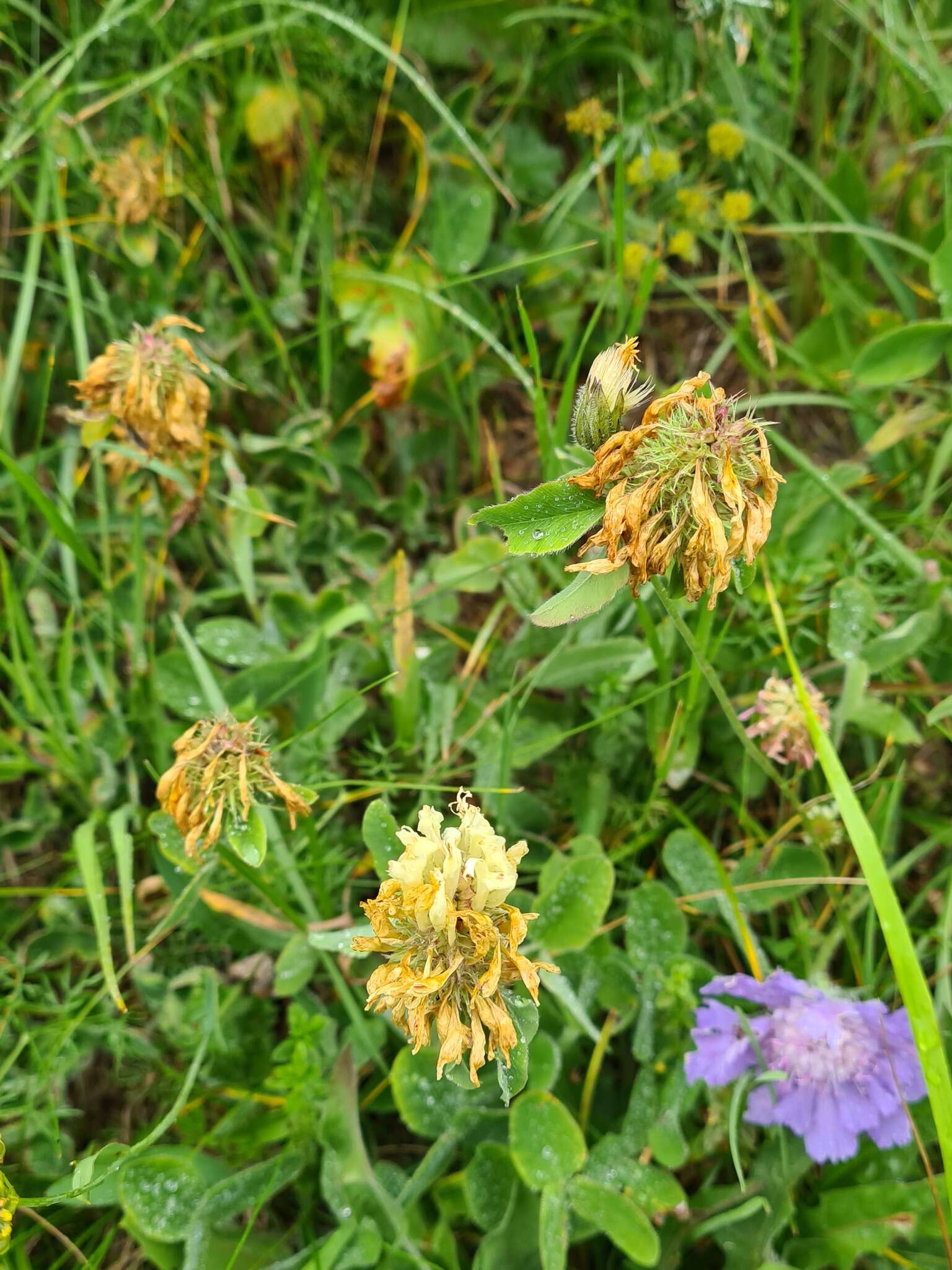 Image de Trifolium canescens Willd.