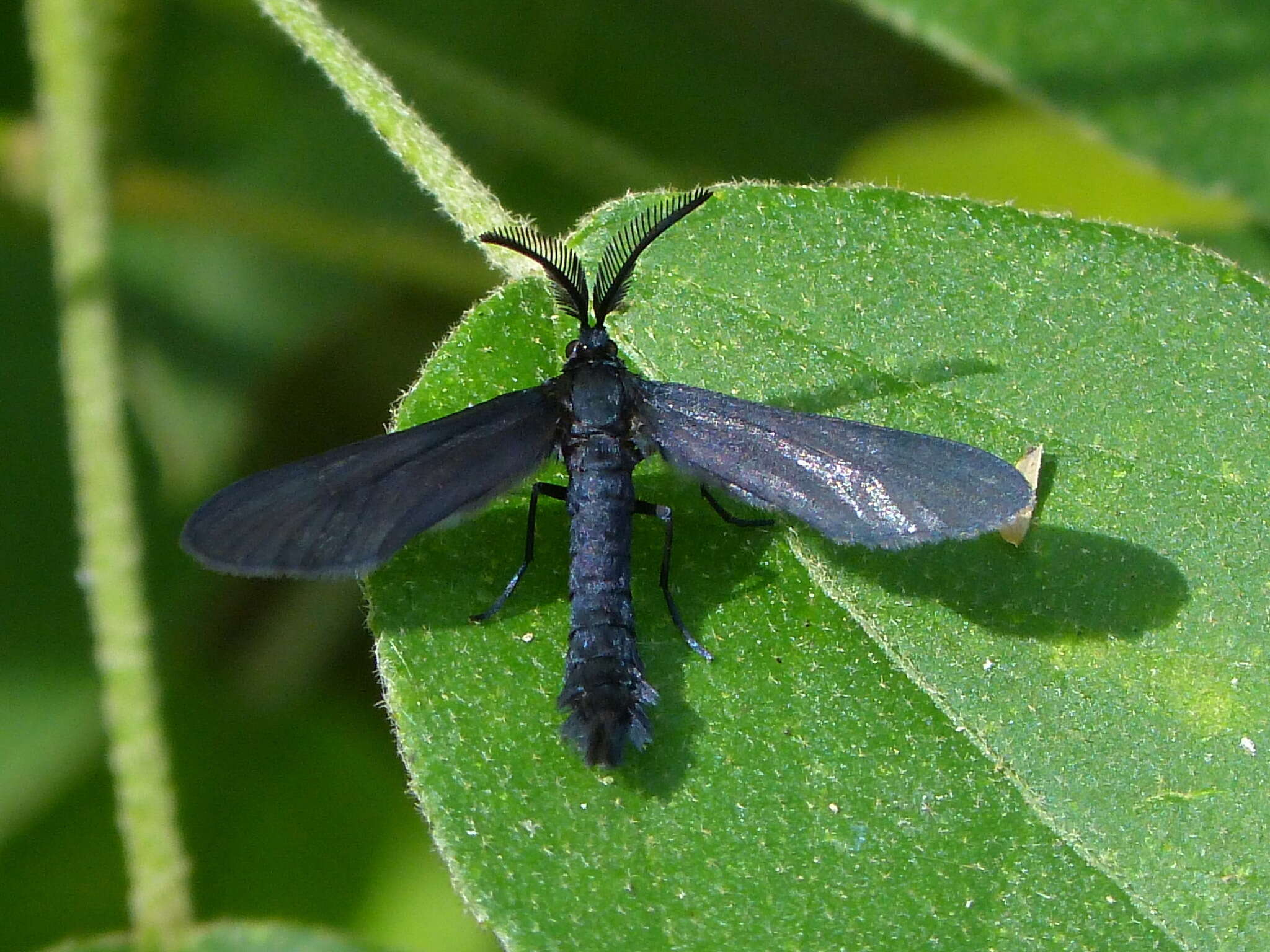 Image of Harrisina coracina Clemens 1861