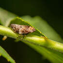 Слика од Ariptyelus auropilosus (Matsumura 1907)