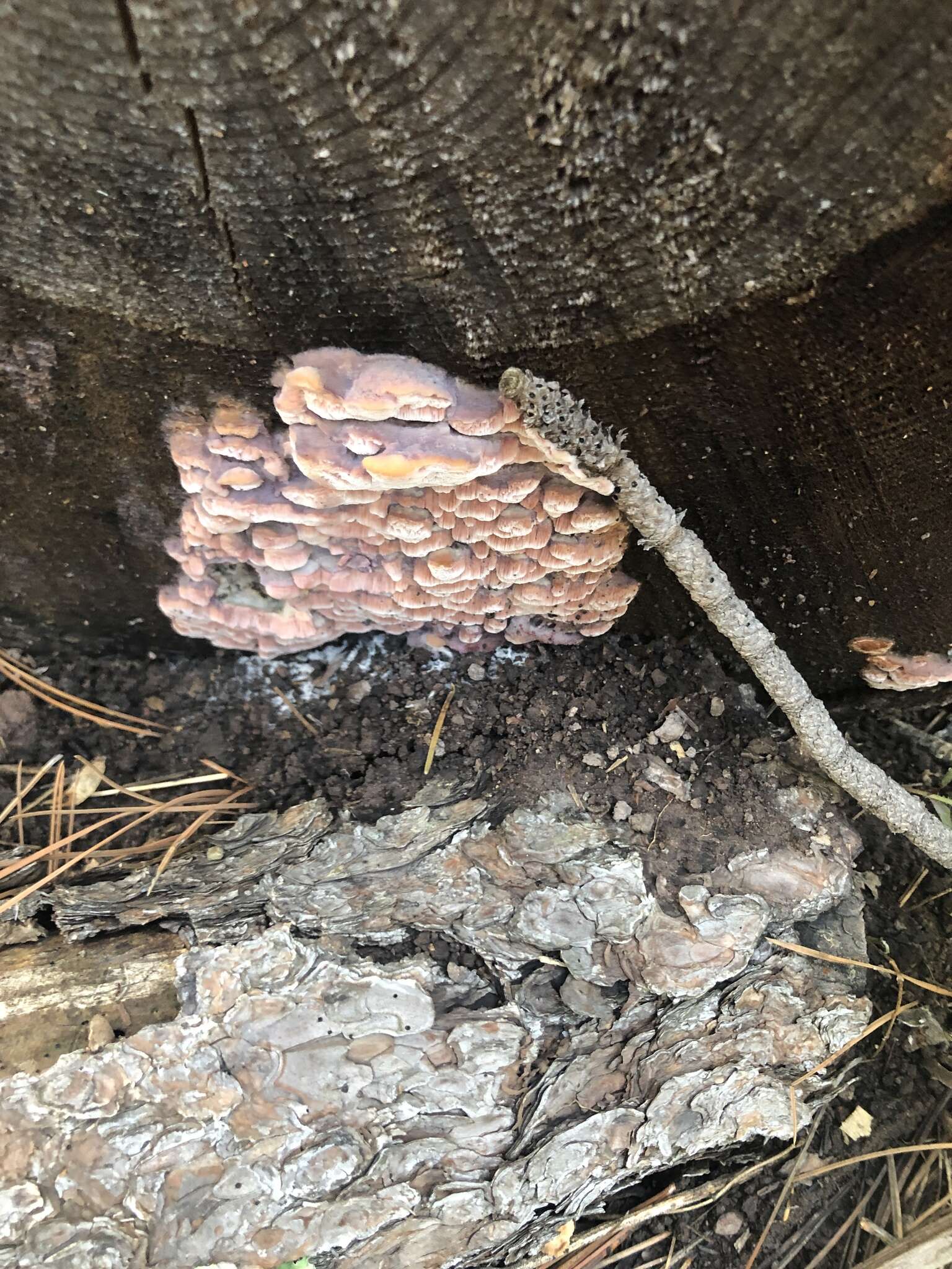 Image of Leptoporus mollis (Pers.) Quél.