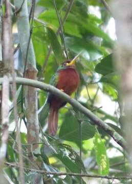 Image of Yellow-billed Jacamar