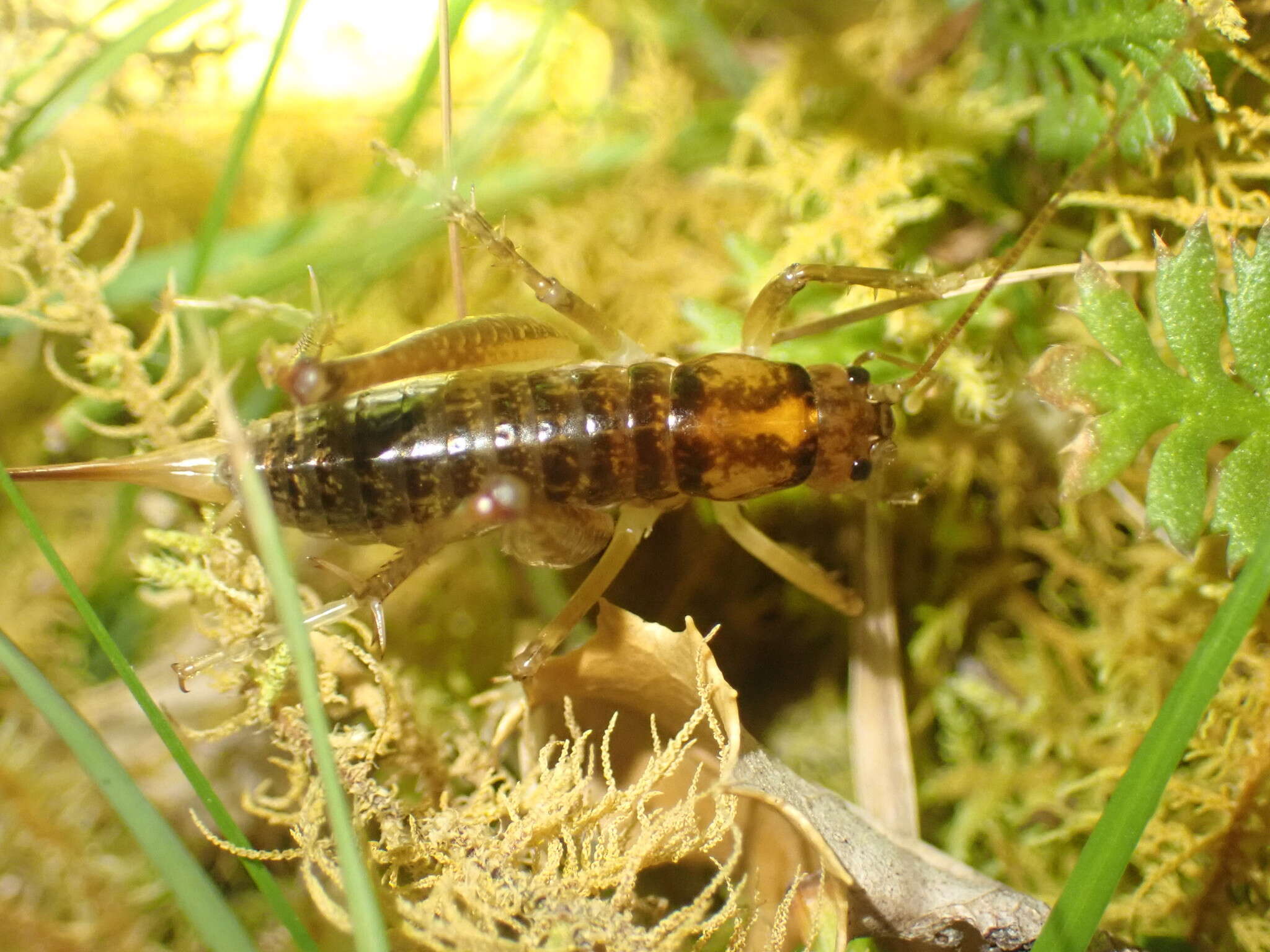 Image of Hemiandrus maculifrons (Walker & F. 1869)