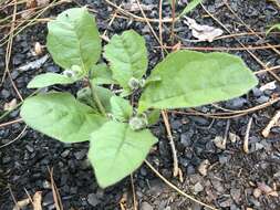 Image of sword groundcherry