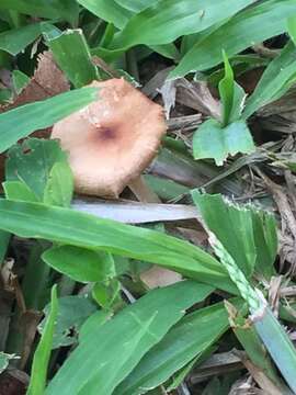 Image of Calocybe carnea (Bull.) Donk