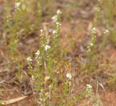 Image of Teucrium sessiliflorum Benth.