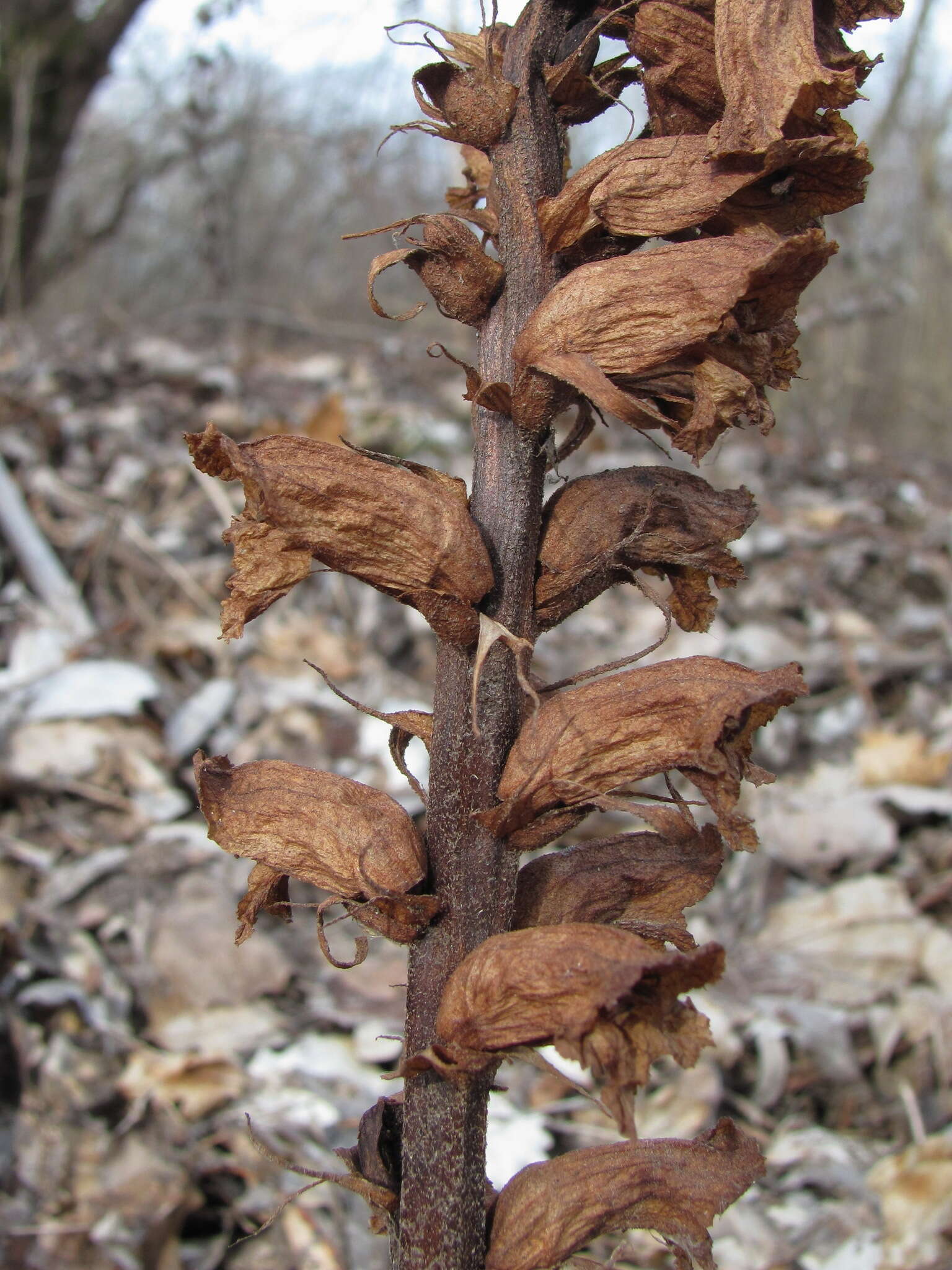 Imagem de Orobanche laxissima Uhlich & Rätzel