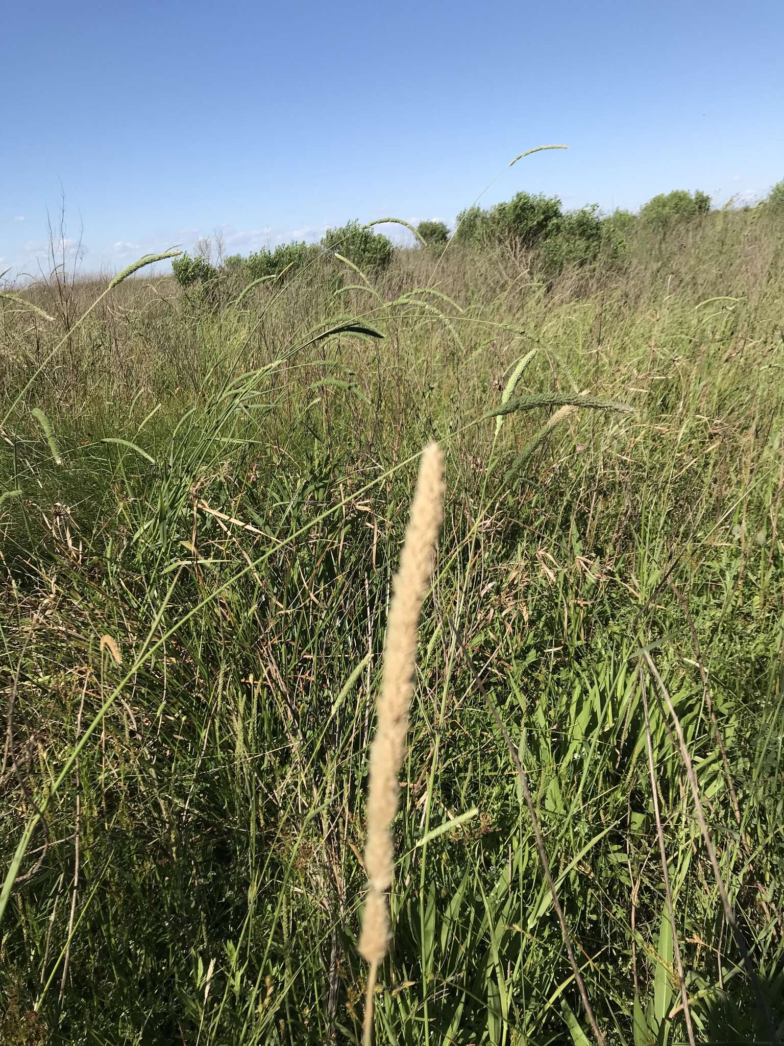 Image of timothy canarygrass