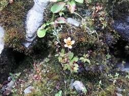 Image of Saxifraga strigosa Wall.