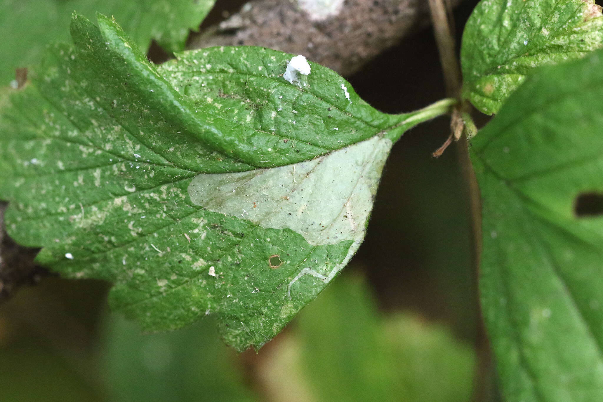 Phyllonorycter holodisci (Braun 1939) resmi