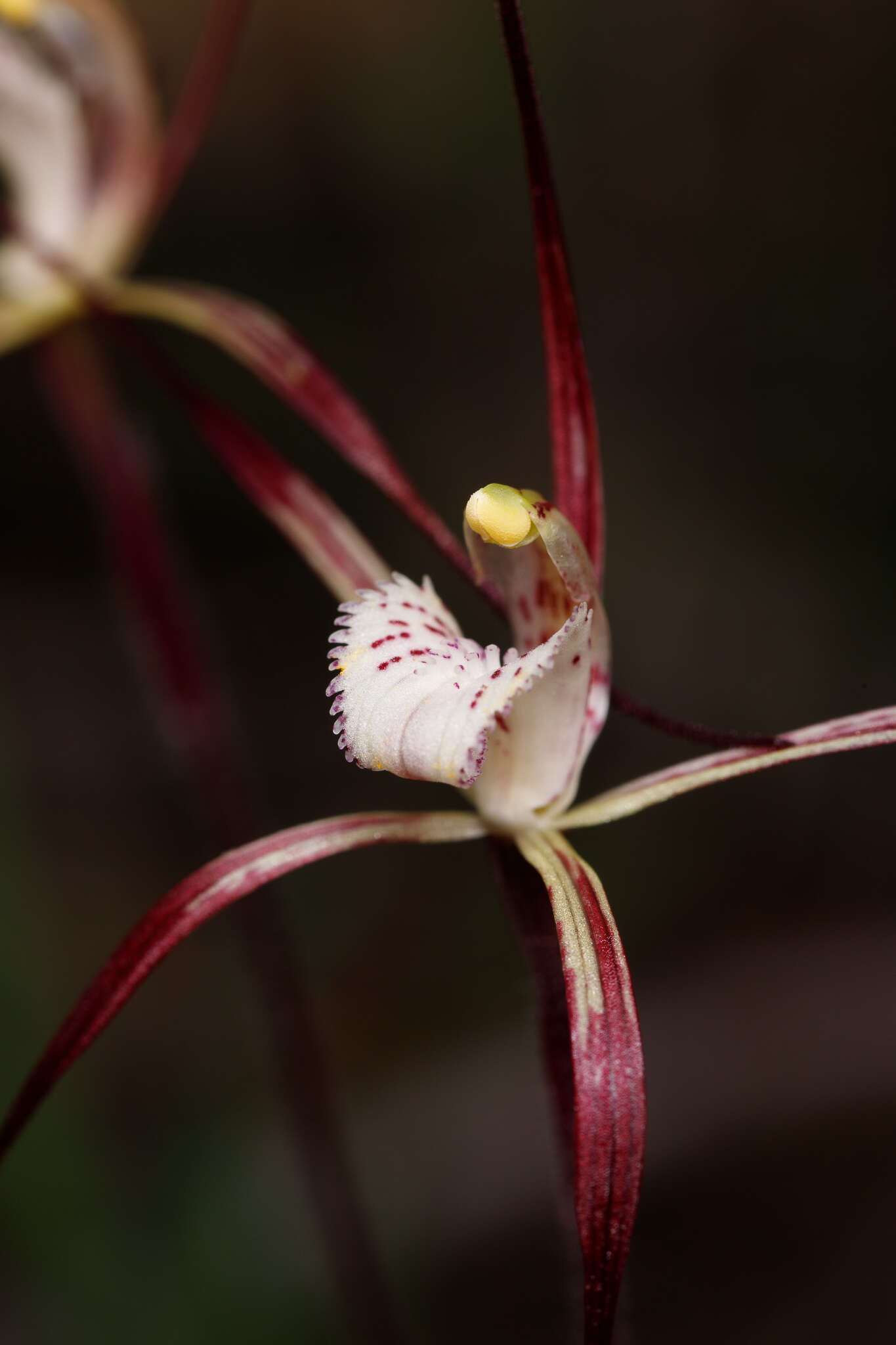 Image of Caladenia denticulata subsp. rubella A. P. Br. & G. Brockman