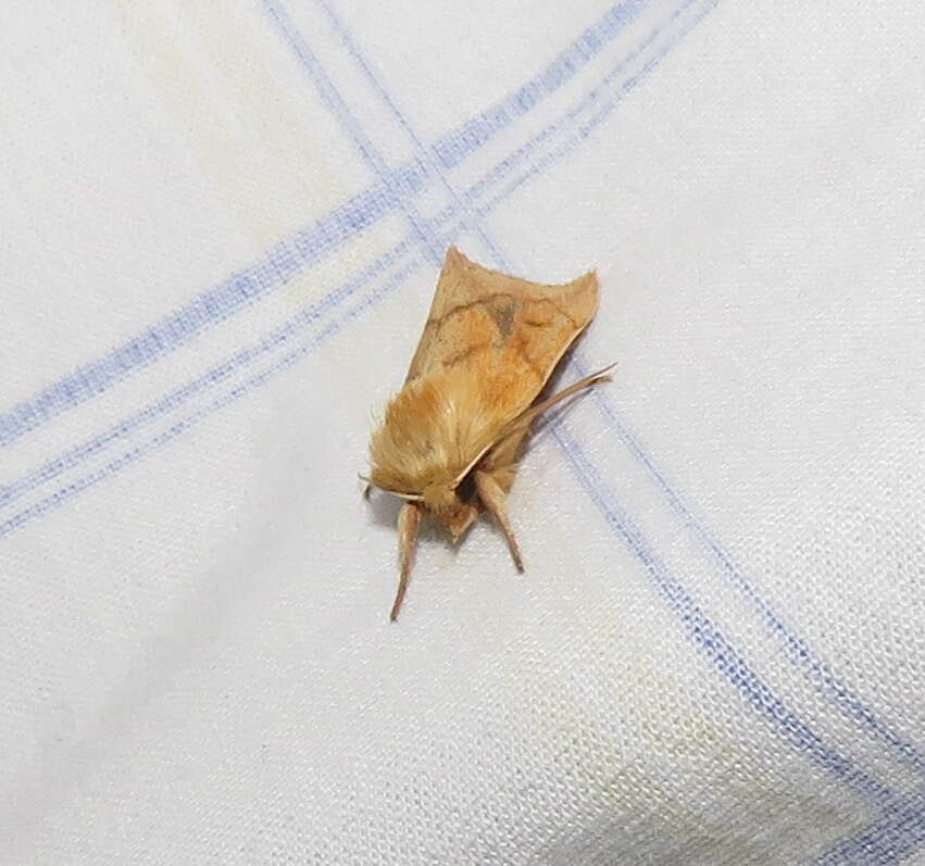 Image of V-lined Quaker Moth