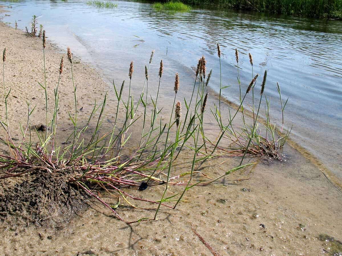 Image of marsh foxtail