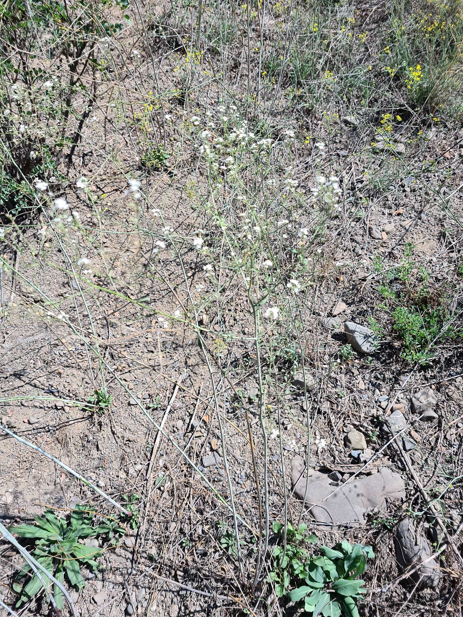 Image de Lepidium meyeri subsp. meyeri