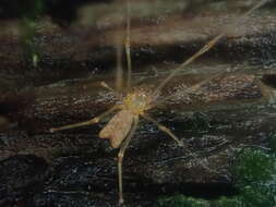 Image of Nomaua arborea Forster 1990