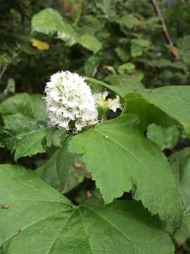 Sivun Sidalcea malachroides (Hook. & Arn.) Gray kuva