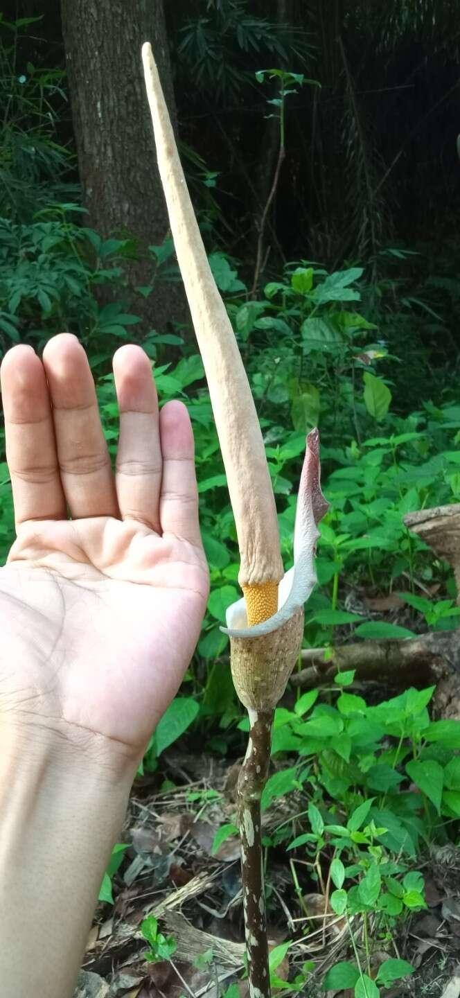 Image of Amorphophallus variabilis Blume