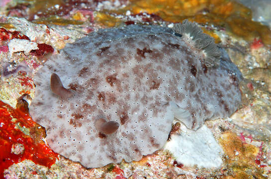 Plancia ëd Peltodoris rubra (Bergh 1905)