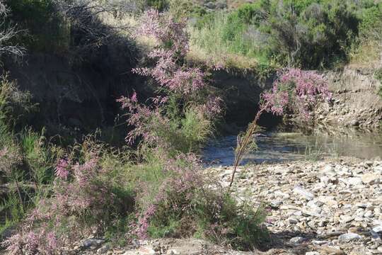 Image of smallflower tamarisk