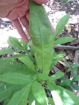 Image of wingleaf soapberry