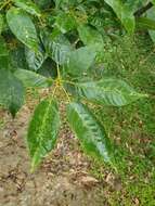 Image of Ekmanianthe longiflora (Griseb.) Urb.