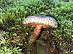 Image de Amoenoboletus mcrobbii (McNabb) G. Wu, E. Horak & Zhu L. Yang