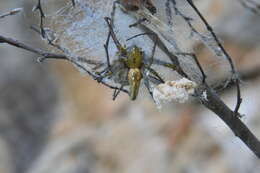 Image of Peucetia lucasi (Vinson 1863)